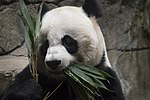 Vignette pour Mei Xiang (panda)