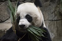 Mei Xiang (panda)