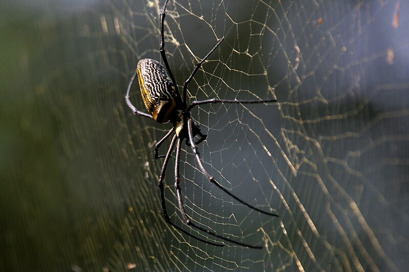 File:Giant Wood Spider (Nephila pilipes) W IMG 2734.jpg