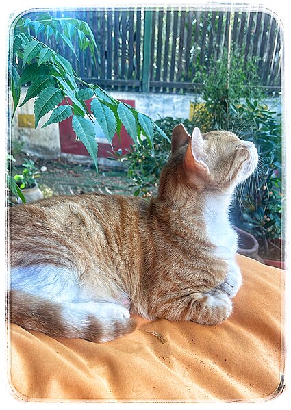 File:Ginger cat smelling something.jpg