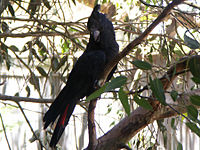 Barnafejű hollókakadu (Calyptorhynchus lathami)