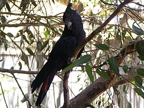 Braunkopf-Rabenkakadu (Calyptorhynchus lathami)