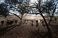 Typische Rinderfarm bei Gobabis (2017)