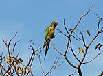 Goldstirnsittich Peach-fronted Conure Aratinga aurea (R.Graf).jpg