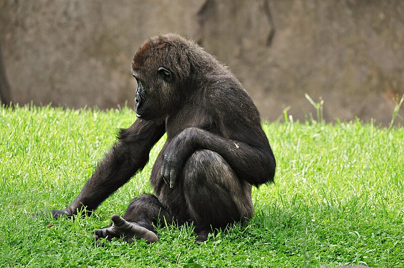 File:Gorilla-bioparc-valencia-2012.jpg