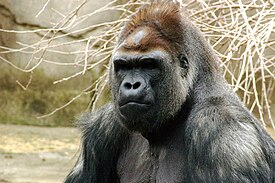 Läntinentasankogorilla (Gorilla gorilla gorilla)
