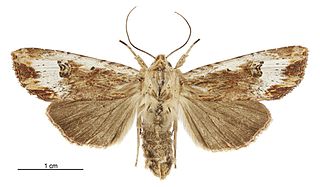 <i>Ichneutica rubescens</i> Species of moth