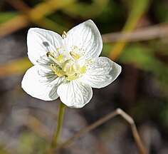 Parnassia californica