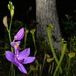 Grass-pink orchid (Calopogon sp.), Tyler County