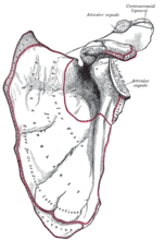 Scapula