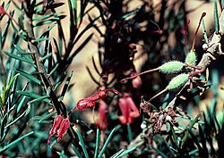 Grevillea rosieri.jpg