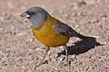 Grey-hooded Sierra finch, state bird