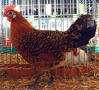 <span class="mw-page-title-main">Ostfriesische Möwe</span> Breed of chicken