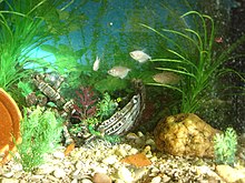 Black tetras of the leucistic aquarium variant Group of tetras.JPG