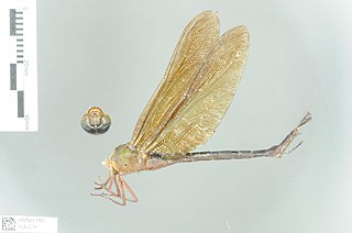 <i>Gynacantha africana</i> Species of dragonfly