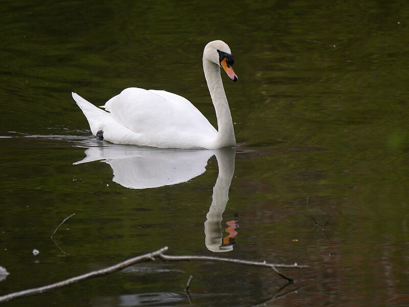 File:Höckerschwan mit Spiegelbild.jpg