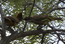 Ruskolinnaorneero (Pseudoseisura lophotes)