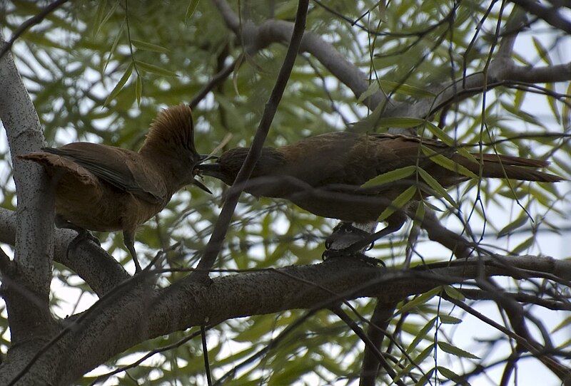 File:HORNERON Pseudoseisura lophotes.jpg