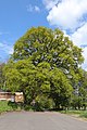 * Nomination: Haibach (Unterfranken), nature monument oak --KaiBorgeest 17:25, 27 July 2022 (UTC) * * Review needed