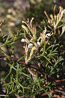 <i>Hakea erinacea</i> Species of shrub in the family Proteaceae endemic to south-west Western Australia