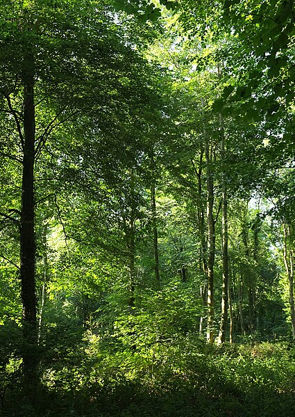 File:Hare Warren - geograph.org.uk - 5910692.jpg