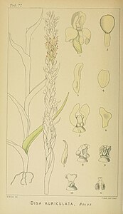 plate 77 Disa aurantiaca Disa ochrostachya