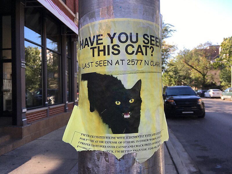 File:Have you seen this cat? (24295538338).jpg