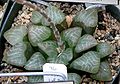 Haworthia emelyae