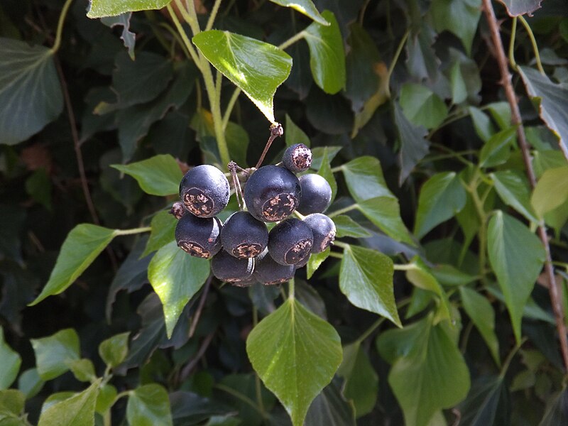 File:Hedera helix with berries 02.jpg