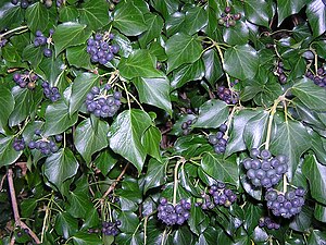 Hedera hibernica (Atlantic or Irish ivy) with berries