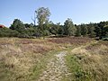 Heide- und Sandtrockenrasen in Eilendorf als Relikt der ehemals weit verbreiteten Heidewirtschaft.