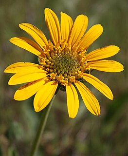 <i>Helianthella californica</i> Species of flowering plant