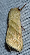 Heliothis virescens