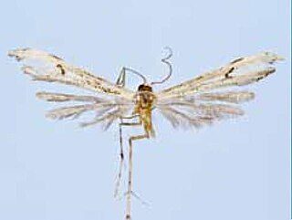 <i>Hellinsia puruha</i> Species of plume moth