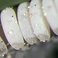 Helophilus pendulus: detalle de los huevecillos