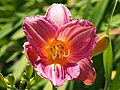 Hemerocallis 'Illini Jackpot', Liliowiec 'Illini Jackpot', 2023-07-07