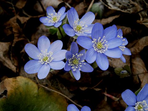 Цветок печеночница благородная. Печеночница Нобилис. Печеночницы (hepatica). Перелеска печеночница. Первоцветы печеночница благородная.