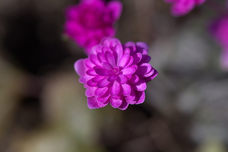 File:Hepatica nobilis 'Rubra Plena' GotBot 2015 004.jpg