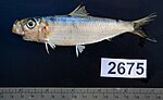 Miniatura para Herklotsichthys