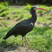 Hermit Ibis in Vienna Zoo on 2013-05-14.png