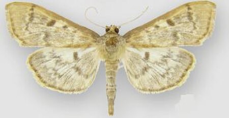 Herpetogramma aeglealis