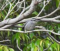 Miniatura para Herpsilochmus pileatus