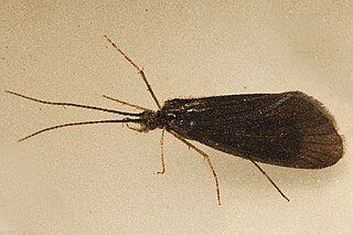 <i>Heteroplectron californicum</i> Species of caddisfly