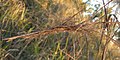 Heteropogon contortus seedhead.jpg