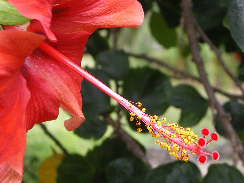 File:Hibiscus Bluete.jpg