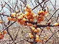 State Fruit of Mongolia