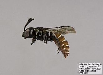 Holcopasites stevensi Holcopasites stevensi Male.jpg