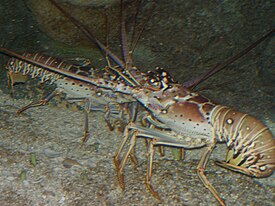 Homard1.jpg