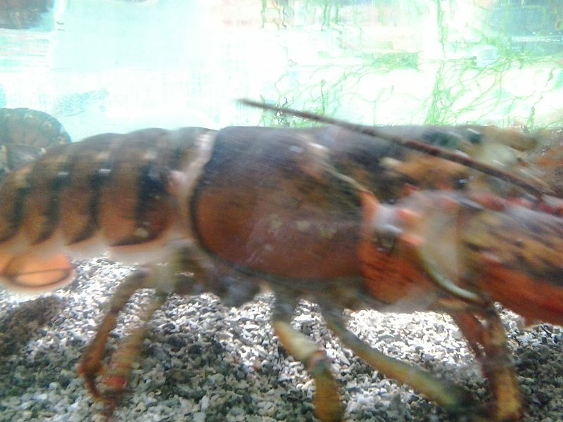 File:Homarus gammarus 09.jpg