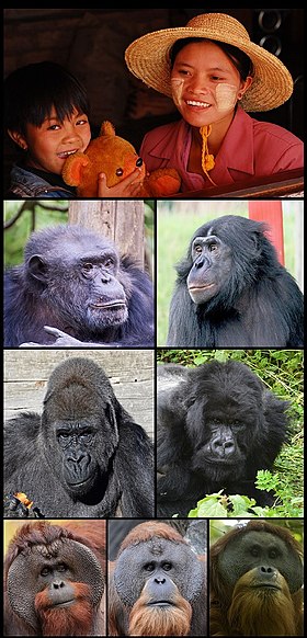 As oito espécies de hominídeos existentes, uma linha por gênero: Homo, Pan, Gorilla e Pongo